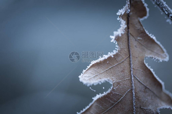 美丽的冷冻树枝有枯叶和冰晶冬天的枯图片