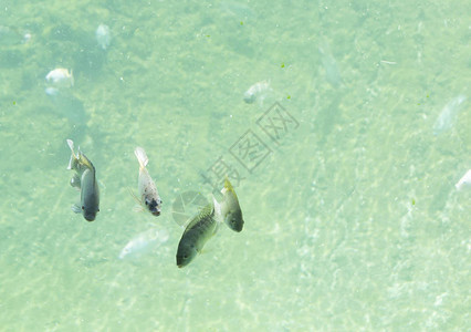 淡水中的赞比西河鱼图片
