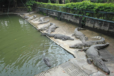 泰国Crocodile农图片