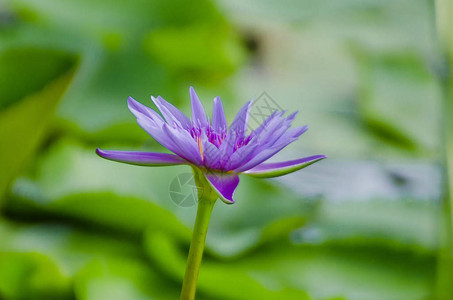 莲花和莲花植物图片