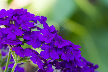在绿色背景的紫色花图片