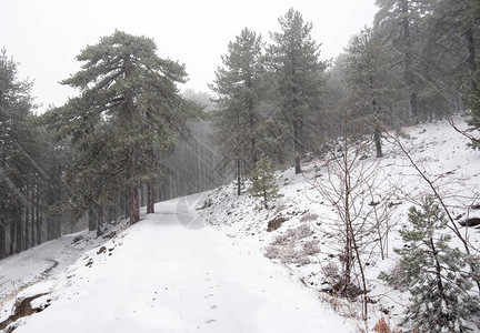 紧接塞浦路斯岛特罗奥多斯山第一次下雪之后的图片