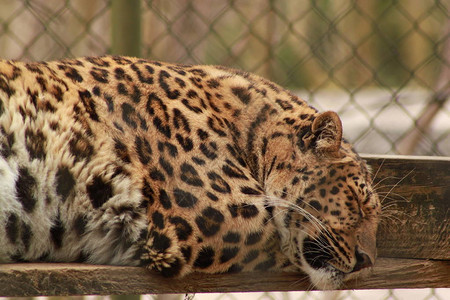 豹子睡在动物园栖息地的窗台上图片
