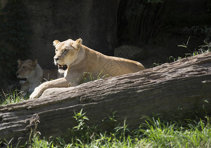 休息Panther图片