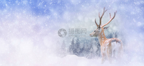 有鹿的冬季背景图片