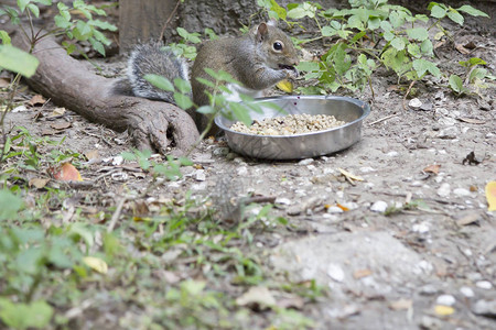 偷宠物食品的东部灰松鼠图片