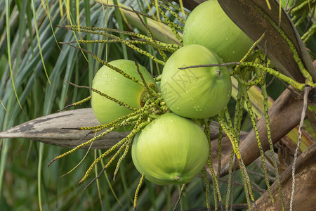绿色新鲜的椰子树与水滴图片