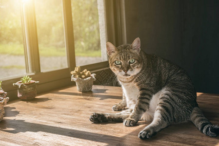 胖虎斑猫睡在室内的桌子上图片