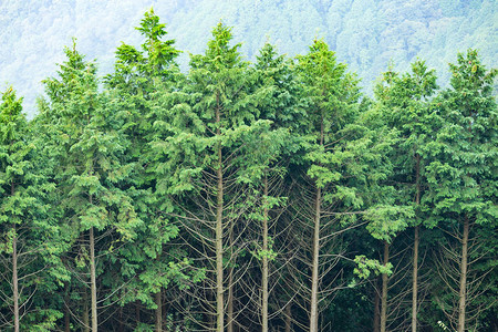日本森林中的绿树图片