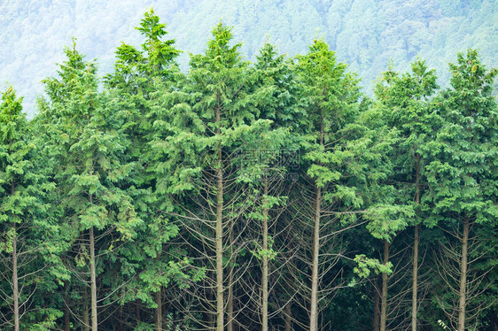 日本森林中的绿树图片