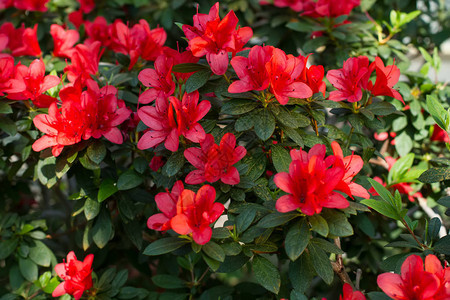 花园里的大红色杜鹃花丛杜鹃花开的季节图片