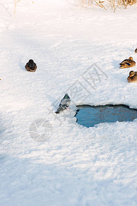 鸭子在寒冷的冬天在雪地上图片