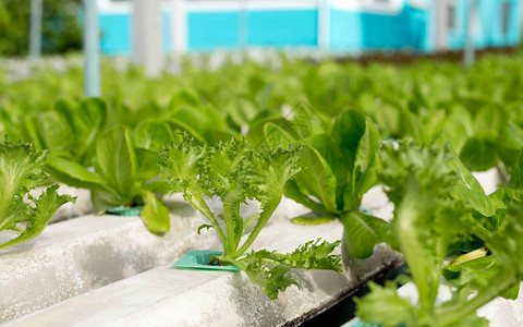 水培植物图片 水培植物素材 水培植物高清图片 摄图网图片下载 第2页
