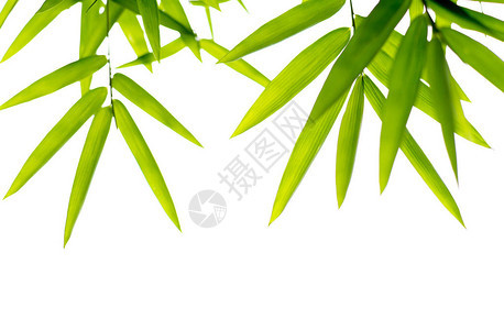 竹叶背景以白色背景图片
