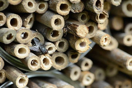 竹棍昆虫旅馆野生孤蜂巢图片