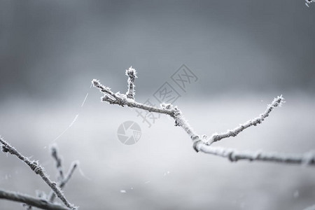 树枝有条纹柔和的颜色和冬树背景图片