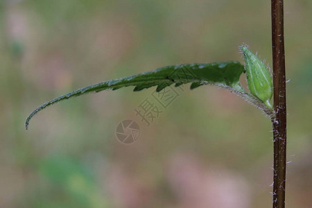 开花的荨麻有叶风铃草植物Campanulatrach图片