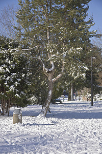 俄勒冈公园里的常青树和雪图片