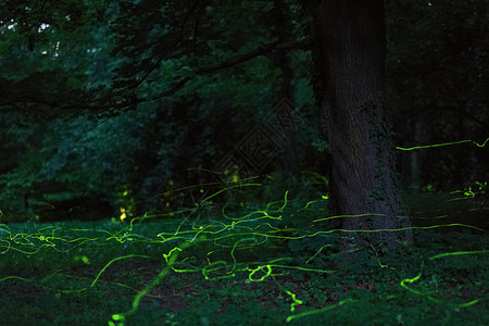童话场景萤火虫夜森林图片