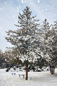 寒冷的冬日下雪中积雪图片