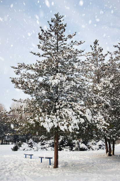 寒冷的冬日下雪中积雪图片