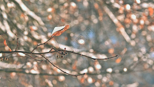 的风景树枝上的冰霜美丽的冬季图片