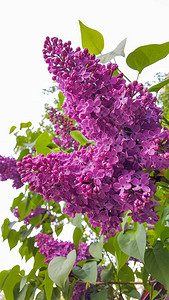 美丽的夏天花紫色背景图片