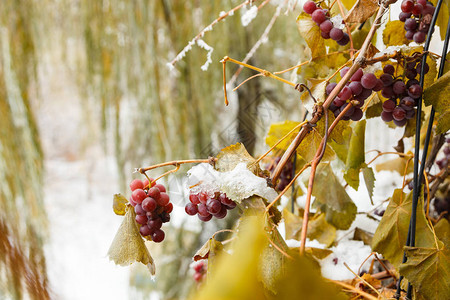 葡萄与霜自然之美图片