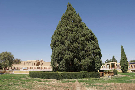 老雪松树阿巴库伊朗亚洲图片