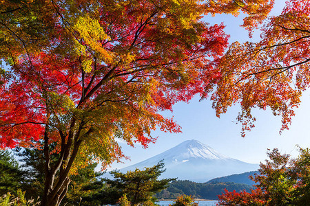 秋天的河口湖和富士山图片