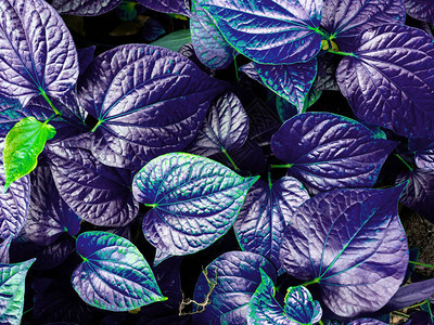 紫色植物叶子的纹理和背景图片