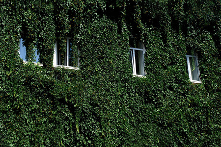 美丽的绿色建筑有叶墙生态概念生态友图片