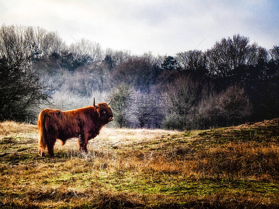 苏格兰高地牛在森林里图片