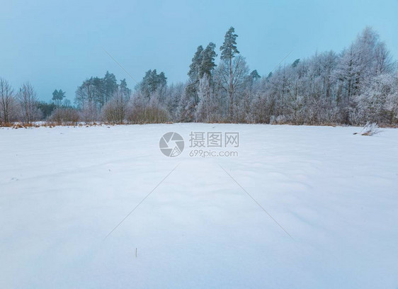 油草田的冬季雾色风景恶劣的阴云天气和树木上图片