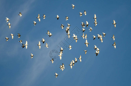 飞翔在蓝天的岩鸽群图片
