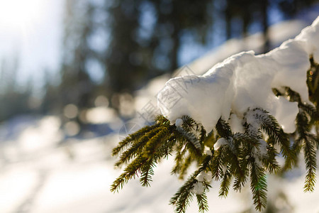 冬天的破晓过白雪覆盖的风毛树枝在大图片