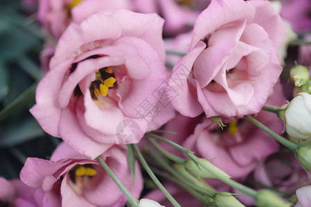 粉色洋桔梗花装饰图片