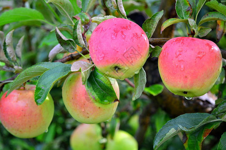 这张照片拍摄在伊利诺伊州马耳他的Jonamac苹果园区图片