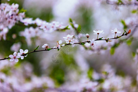 春天盛开的白色樱花盛开的樱花树枝图片