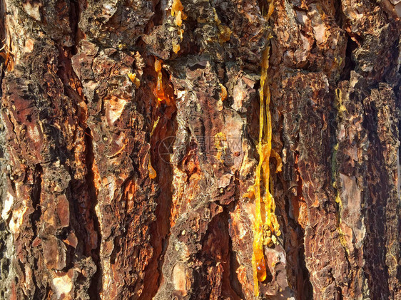 松树皮与树脂的自然质地图片