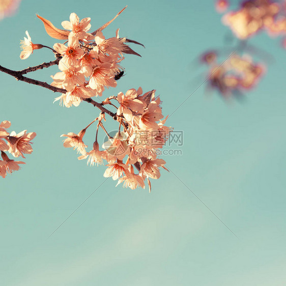 古樱花樱花自然背景回肠过图片