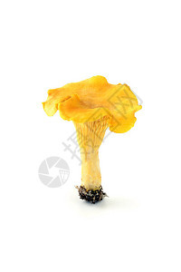 白色孤立背景上的金色鸡油菌蘑菇图片