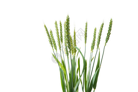 白色背景中小麦的绿色图片