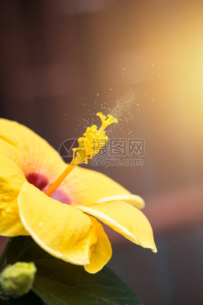 芙蓉花盛开的花粉孢子粉散布在空气中图片