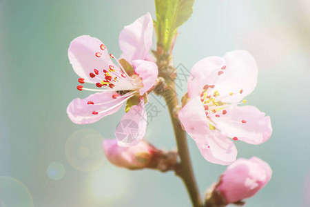 春天开花的树木选择焦点图片
