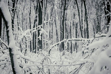 美丽的冬天白雪皑的森林图片