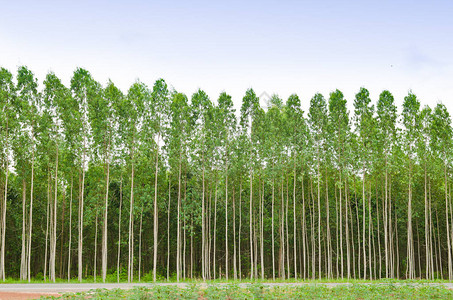 泰国的Eucalyptus森图片