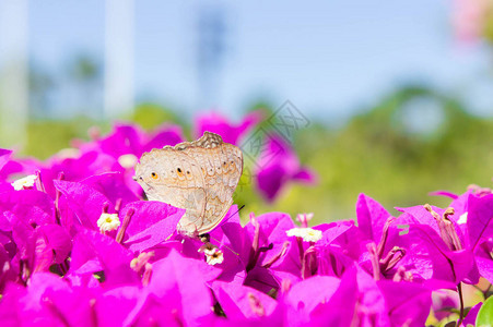 蝴蝶与花蝴蝶园九重葛花背景图片