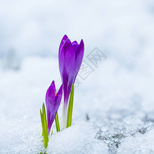 生长在雪的春天紫色番红花图片