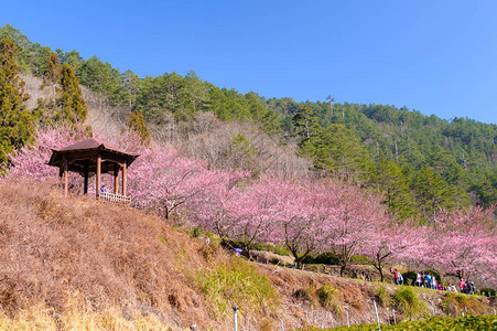 中樱花五菱农场背景图片